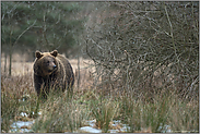 sichernd... Europäischer Braunbär *Ursus arctos* im natürlichen Lebensraum