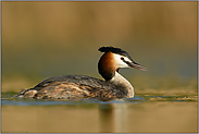 in goldenem Licht... Haubentaucher *Podiceps cristatus*, detailreiche Aufnahme