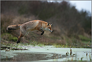 mit Schwung... Rotfuchs *Vulpes vulpes* im Sprung über ein Gewässer