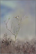 Sänger in der Heide... Blaukehlchen *Luscinia svecica* singt sein Lied