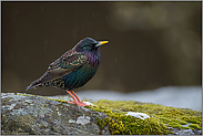 leichter Regen... Star *Sturnus vulgaris* im Prachtkleid