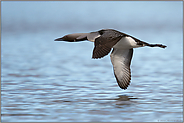 im flachen Flug... Prachttaucher *Gavia arctica* fliegt über einen See in Schweden