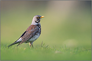 grauer Kopf, brauner Rücken... Wacholderdrossel *Turdus pilaris* sitzt in einer Wiese