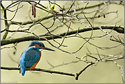 schwierige Lichtbedingungen... Eisvogel *Alcedo atthis* im Erlengebüsch