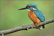 im Profil... Eisvogel *Alcedo atthis*, für die Jagd gerüstet