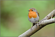 klein, aber fein... Rotkehlchen *Erithacus rubecula* im Frühjahr