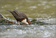 Köpfchen unter Wasser, Schwänzchen in die Höh'... Wasseramsel *Cinclus cinclus* bei der Nahrungssuche