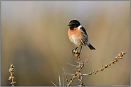 auf dem Sanddorn sitzend... Schwarzkehlchen *Saxicola torquata*, Männchen im Prachtkleid, spätes Abendlicht