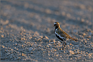 auf dem Frühjahrszug... Goldregenpfeifer *Pluvialis apricaria* im Prachtkleid