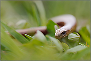 im Gras unterwegs... Blindschleiche *Anguis fragilis*