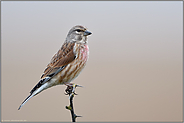 frühmorgens vor weit entferntem Hintergrund... Bluthänfling *Carduelis cannabina* auf seiner Sitzwarte