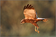 frühmorgens im ersten Licht... Rohrweihe *Circus aeruginosus* , Männchen im Flug