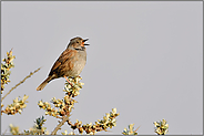 hoch oben auf dem Sanddorn... Heckenbraunelle *Prunella modularis* singt ihr Lied