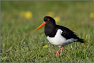 im Frühjahr... Austernfischer *Haematopus ostralegus* unterwegs auf einer Wiese