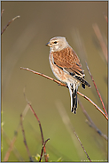 weiches Licht... Bluthänfling *Carduelis cannabina* sitzt im Gebüsch