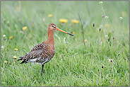 im natürlichen Lebensraum... Uferschnepfe *Limosa limosa* auf einer extensiv genutzten Wiese