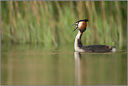 unverdauliche Nahrungsreste... Haubentaucher *Podiceps cristatus* kämpft mit einem Speiballen