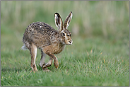 der Blick... Feldhase *Lepus europaeus* läuft über eine nasse Wiese