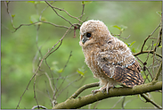 aufmerksam beobachtend... Waldkauzästling *Strix aluco* sitzt im Bruchwald auf dem Ast einer Erle