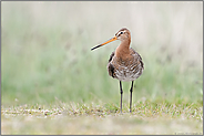 grazil... Uferschnepfe *Limosa limosa* im Prachtkleid