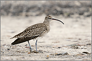 seltene Beobachtung... Regenbrachvogel *Numenius phaeopus* auf dem Durchzug