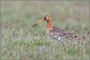 auf taunasser Wiese... Uferschnepfe *Limosa limosa* am frühen Morgen