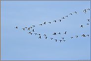 Flugformation der Wildgänse... Weißwangengans *Branta leucopsis* oder Nonnengans im Flug