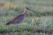 während des Vogelzuges... Regenbrachvogel *Numenius phaeopus* rastet auf einer taunasen Wiese