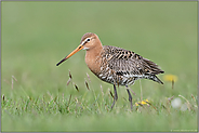 Bodenperspektive... Uferschnepfe *Limosa limosa* in einer Frühlingswiese