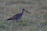 frühmorgens bei der Nahrungssuche... Regenbrachvogel *Numenius phaeopus* auf taunasser Wiese