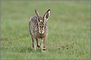 Blickkontakt... Feldhase *Lepus europaeus* läuft voller Neugierde direkt auf die Kamera zu