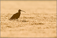 im Gegenlicht... Großer Brachvogel *Numenius arquata* am frühen Morgen auf einer nassfeuchten Wiese