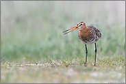 rufend... Uferschnepfe *Limosa limosa* am Boden