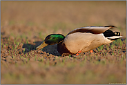 Erntehelfer... Stockente *Anas platyrhynchos*, Erpel frisst auf einem Feld von jungen Trieben