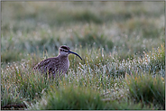 im taunassen Gras sitzend... Regenbrachvogel *Numenius phaeopus*