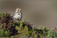 stiller Beobachter... Wiesenpieper *Anthus pratensis*