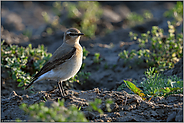 rastend auf einem Acker... Steinschmätzer *Oenanthe oenanthe* während des Vogelzuges im Frühjahr