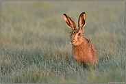 vorsichtige Neugierde... Feldhase *Lepus europaeus*