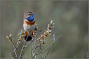 eingehakt... Blaukehlchen *Luscinia svecica* sitzt auf den Spitzen eines Sanddornbusches