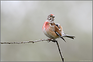 in Pose... Bluthänfling *Carduelis cannabina*, Männchen modelt vor der Kamera