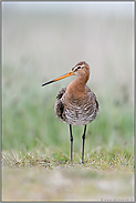 der Blick nach links.. Uferschnepfe *Limosa limosa*