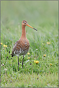 aufrecht stehend... Uferschnepfe *Limosa limosa* im natürlichen Umfeld einer Frühlingswiese