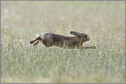 Flug durch den Regen... Feldhase *Lepus europaeus* in schnellem Lauf