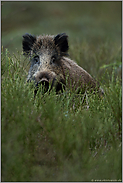 ein kurzer Blick... Wildschwein *Sus scrofa*, typische Begegnung