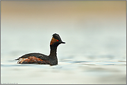 Verhaltensmuster... Schwarzhalstaucher *Podiceps nigricollis* schwimmt mit hoch gerecktem Hals