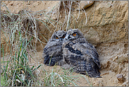 aneinandergedrängt... Europäischer Uhu *Bubo bubo*, Jungvögel, Ästlinge