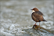 Lebensraum saubere Fließgewässer... Wasseramsel *Cinclus cinclus* auf einem Stein sitzend