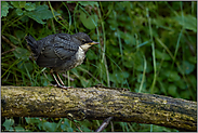 Anfang Mai... Wasseramsel *Cinclus cinclus*, flügger Jungvogel