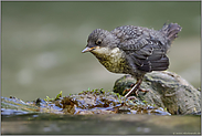 noch ein wenig unsicher... Wasseramsel *Cinclus cinclus*, gerade eben flügger Jungvogel