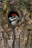 in der Bruthöhle... Buntspecht *Dendrocopos major*, Jungvogel, junges Männchen